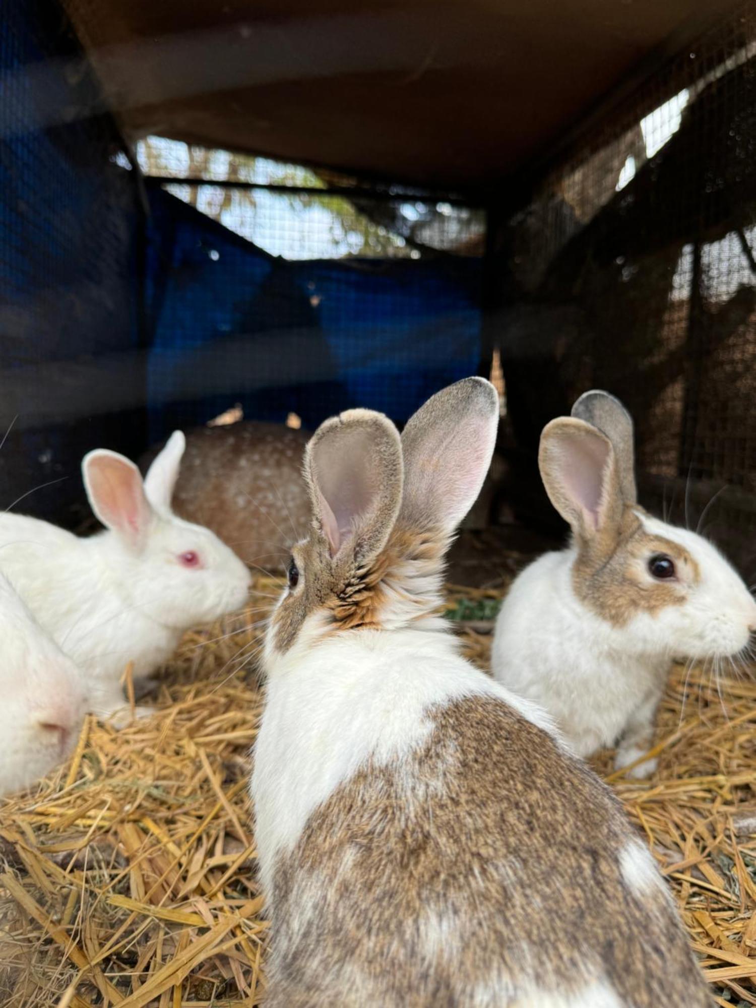 Chikoo Farm Inn Bangalore Eksteriør billede