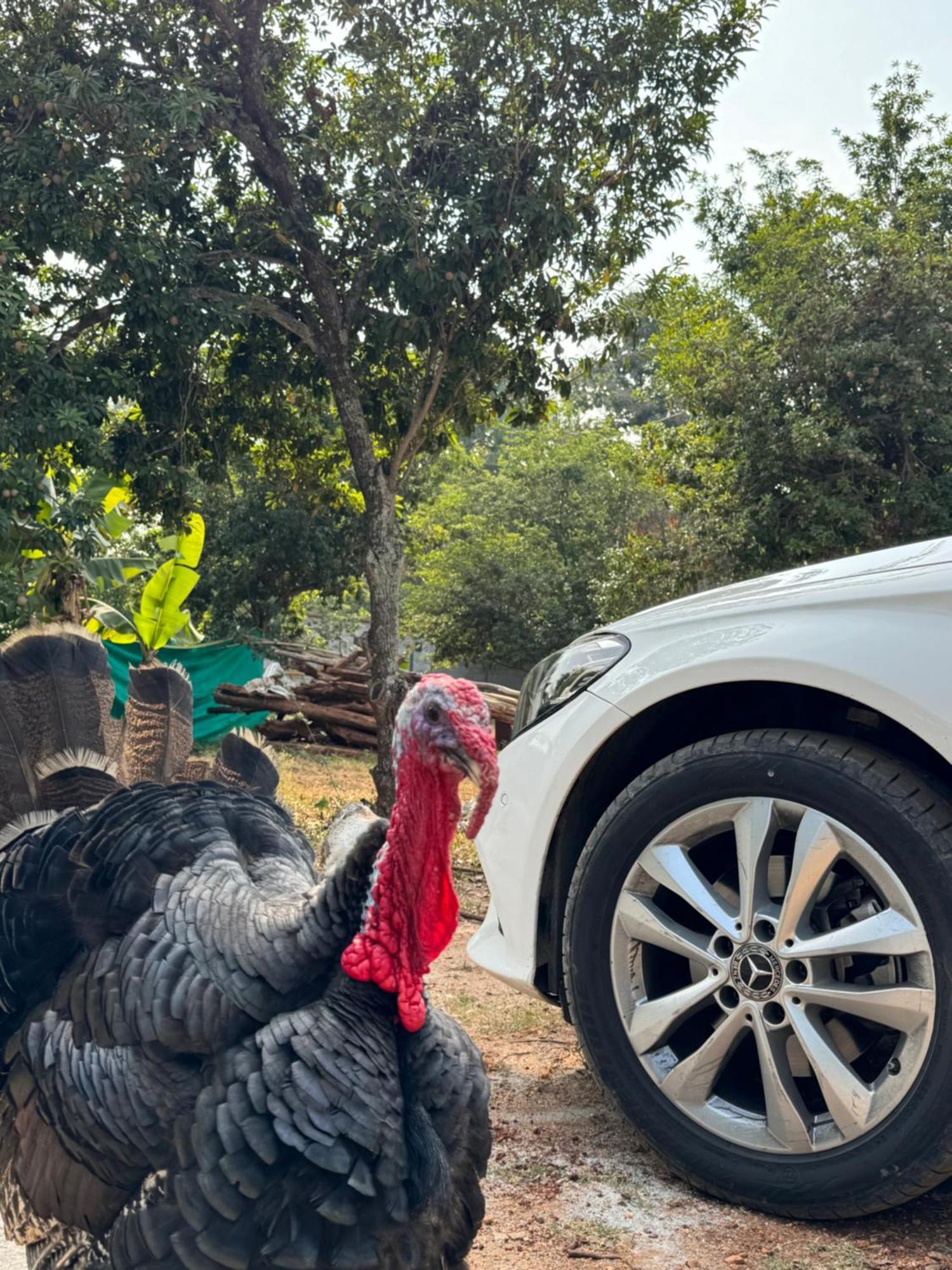 Chikoo Farm Inn Bangalore Eksteriør billede