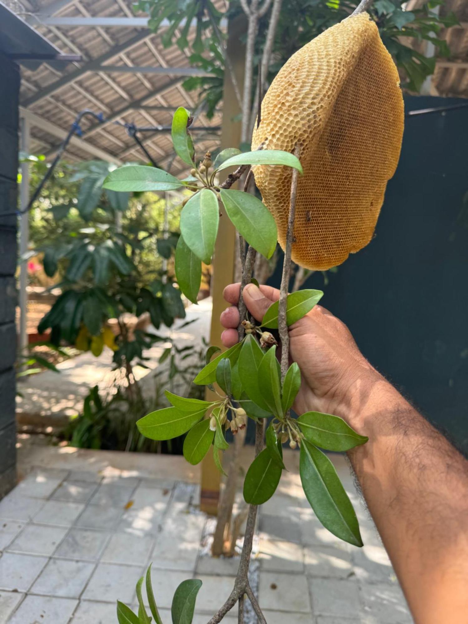 Chikoo Farm Inn Bangalore Eksteriør billede